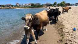 Kandıra sahiline inekler indi, deniz keyfi yaptı