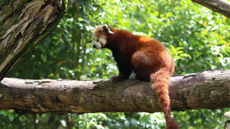 Dünyada sayılı bulunuyor: Özel bakımla yaşatılıyor