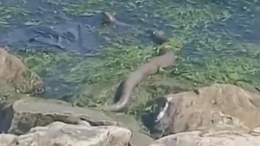 Sekapark’ta görüntülendi: Yılanın büyüklüğü dikkat çekti