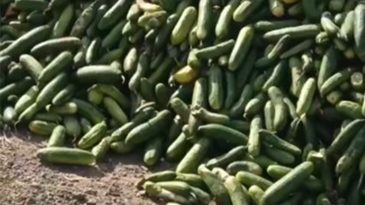 Salatalıkları sokağa attılar: Vatandaş duruma tepki gösterdi