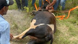 Gebe inek kuyuya düştü, kurtarmak saatler sürdü