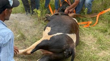 Gebe inek kuyuya düştü, kurtarmak saatler sürdü