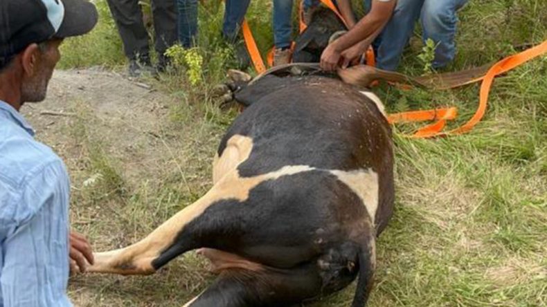 Gebe inek kuyuya düştü, kurtarmak saatler sürdü