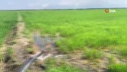 Binlerce dönüm çeltik tarlası kuruma noktasına geldi