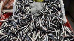 Sezon açıldı: Balık fiyatlarında son durum