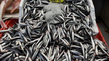 Sezon açıldı: Balık fiyatlarında son durum