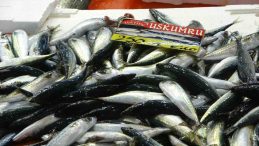 Balık fiyatları düşecek mi? Ekim’de bolluk bekleniyor, müjde geldi