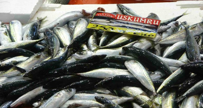 Balık fiyatları düşecek mi? Ekim’de bolluk bekleniyor, müjde geldi