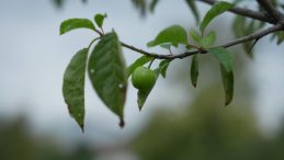 Kartepe Derbent’te gören şaşırıyor: Bu mevsimde erik ağaçları meyve verdi