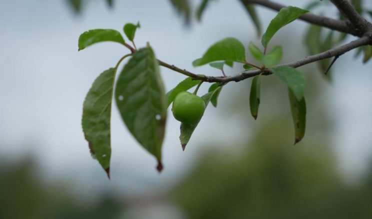 Kartepe Derbent’te gören şaşırıyor: Bu mevsimde erik ağaçları meyve verdi