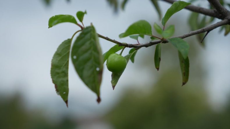 Kartepe Derbent’te gören şaşırıyor: Bu mevsimde erik ağaçları meyve verdi