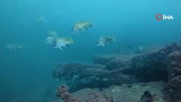 Körfez yeniden can buldu: Cam gibi görüntüler