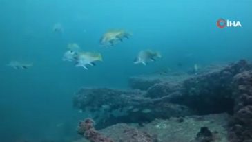 Körfez yeniden can buldu: Cam gibi görüntüler