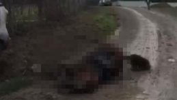 Elektrik akımına kapılan at telef oldu