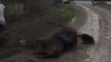 Elektrik akımına kapılan at telef oldu