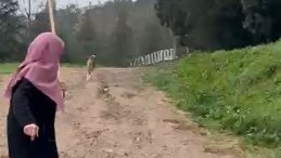 Derince’de sürü halindeki başı boş köpekler korku salıyor