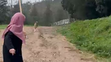 Derince’de sürü halindeki başı boş köpekler korku salıyor