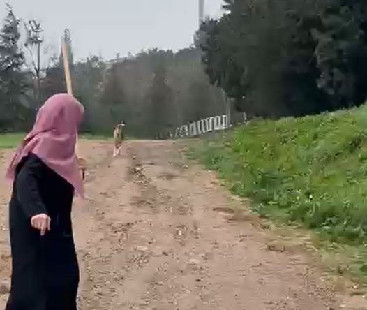 Derince’de sürü halindeki başı boş köpekler korku salıyor