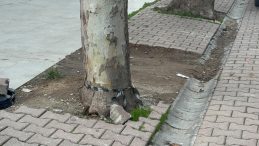 Çöpe atmak için yerden aldığı poşetten 60 bin dolar çıktı