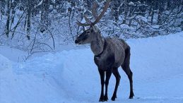 Kar yağışının etkili olduğu Kartepe’de sürpriz