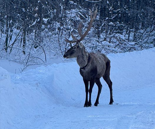 Kar yağışının etkili olduğu Kartepe’de sürpriz