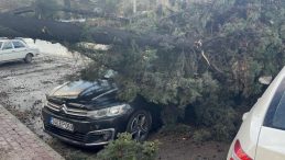Park halindeki iki otomobilin üzerine ağaç devrildi