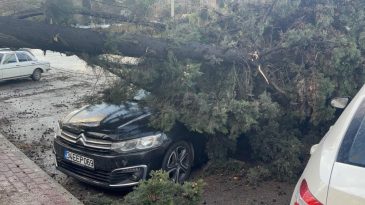 Park halindeki iki otomobilin üzerine ağaç devrildi