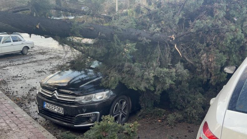 Park halindeki iki otomobilin üzerine ağaç devrildi