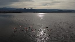 İzmit Körfezi, kış mevsimine rağmen flamingoları ağırlıyor