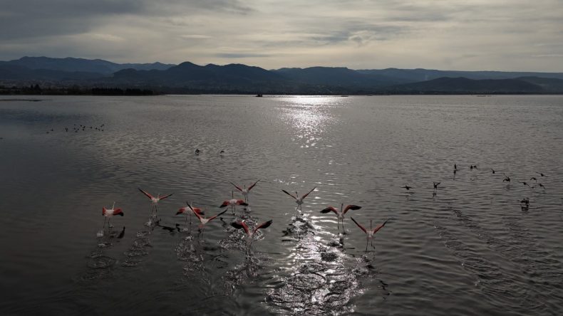 İzmit Körfezi, kış mevsimine rağmen flamingoları ağırlıyor