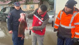 Kefken Balıkçı Barınağı’nda kaçak avcılık operasyonu: 500 kalkan balığına el konuldu