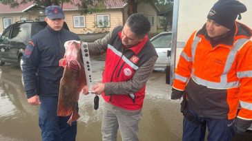 Kefken Balıkçı Barınağı’nda kaçak avcılık operasyonu: 500 kalkan balığına el konuldu