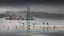 İzmit Körfezi’nden 1,8 milyon metreküp çamur çıkarıldı, deniz canlıları geri döndü