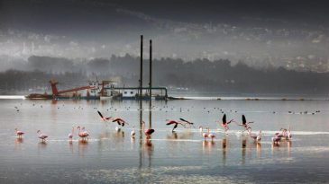 İzmit Körfezi’nden 1,8 milyon metreküp çamur çıkarıldı, deniz canlıları geri döndü