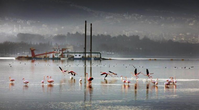 İzmit Körfezi’nden 1,8 milyon metreküp çamur çıkarıldı, deniz canlıları geri döndü