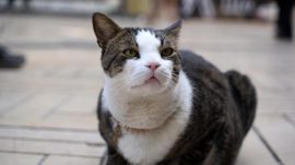 Ağır yaralı halde hayata tutunmuştu, esnafın göz bebeği oldu