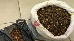 Nesli tehlike altındaki bitkinin yumrularını söken kişiye yarım milyonluk ceza