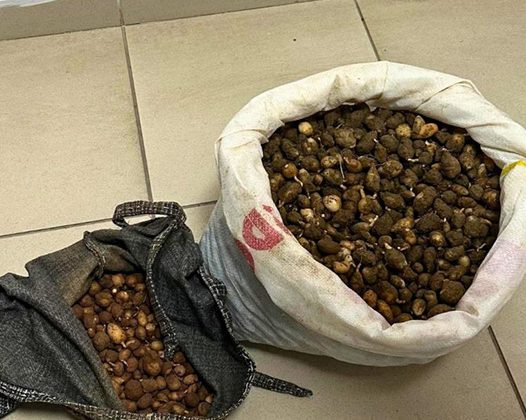 Nesli tehlike altındaki bitkinin yumrularını söken kişiye yarım milyonluk ceza