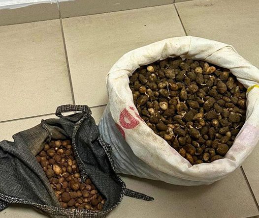 Nesli tehlike altındaki bitkinin yumrularını söken kişiye yarım milyonluk ceza