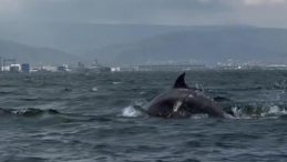 Dip çamuru temizliği İzmit Körfezi’ne yunusları geri getirdi