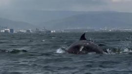 Dip çamuru temizliği İzmit Körfezi’ne yunusları geri getirdi