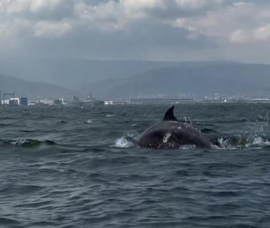 Dip çamuru temizliği İzmit Körfezi’ne yunusları geri getirdi