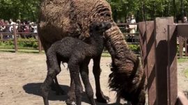 Ormanya’da doğan yavru deve için renkli kutlama