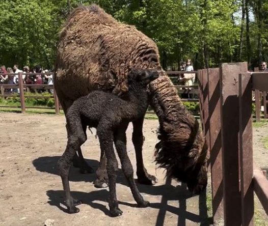 Ormanya’da doğan yavru deve için renkli kutlama
