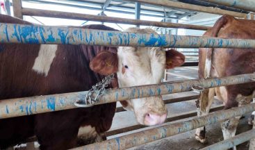 Kurban kesim başvuruları 11 Mayıs’ta başlıyor