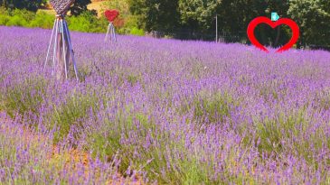 30 Haziran’da başlıyor: Doğaseverler bu şenlikte buluşacak
