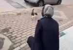 Kedinin yüzüne kimyasal sıkan cani marketçilere adeta ödül verildi!
