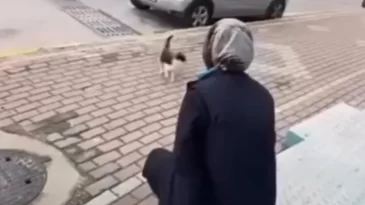 Kedinin yüzüne kimyasal sıkan cani marketçilere adeta ödül verildi!