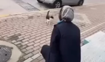 Kedinin yüzüne kimyasal sıkan cani marketçilere adeta ödül verildi!