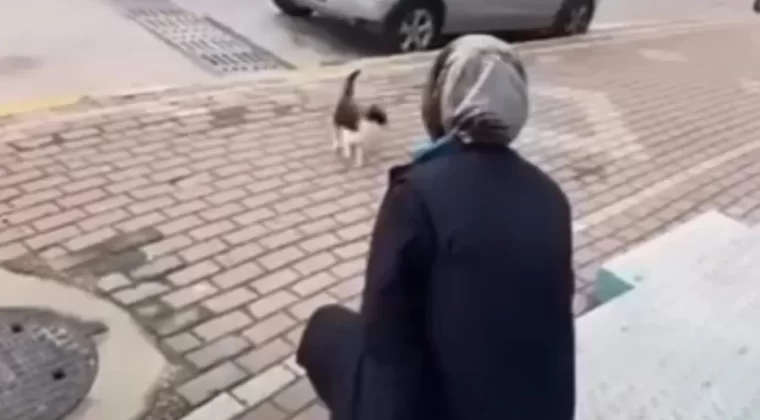 Kedinin yüzüne kimyasal sıkan cani marketçilere adeta ödül verildi!